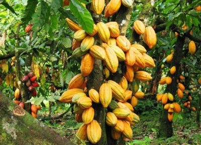 میوه های درخت کاکائو