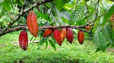 درخت کاکائو در ایران