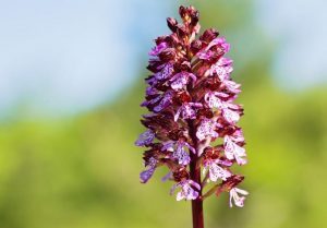 types of orchis maculata
