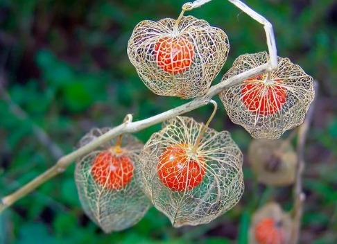 میوه این گیاه | عطاری آنلاین مجتبی محقق