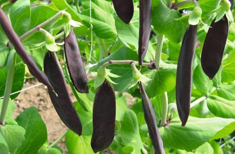گیاه نخود سیاه | عطاری آنلاین مجتبی محقق