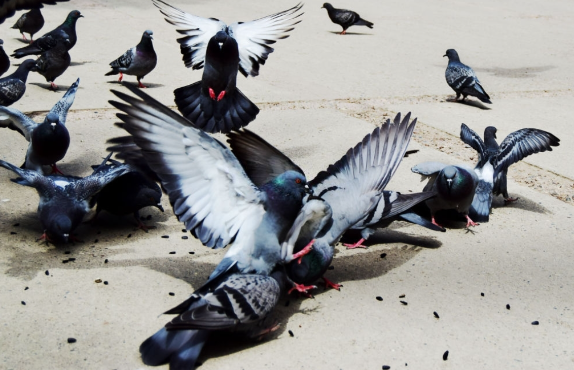خواص گاودانه برای کبوتران | عطاری آنلاین مجتبی محقق